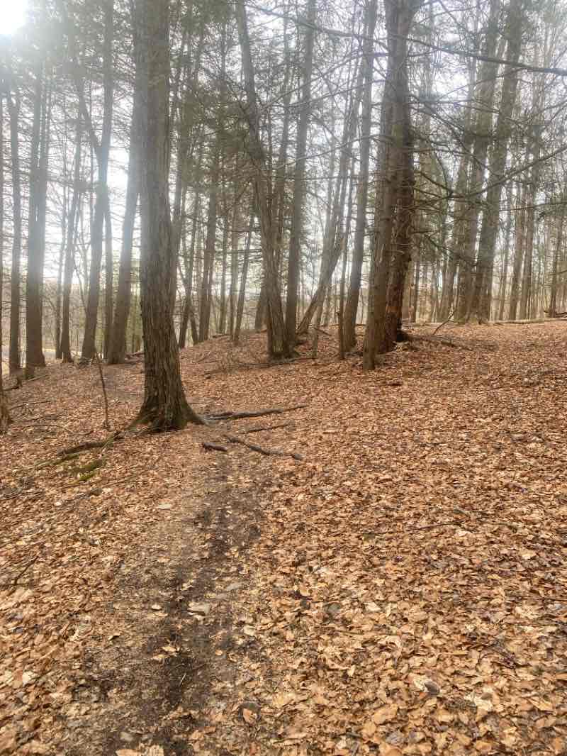walking near me in Lackawanna State Park in spring