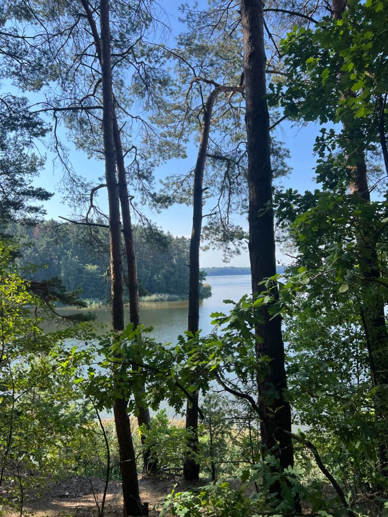 walking near me in Dubravos arboretumas in winter