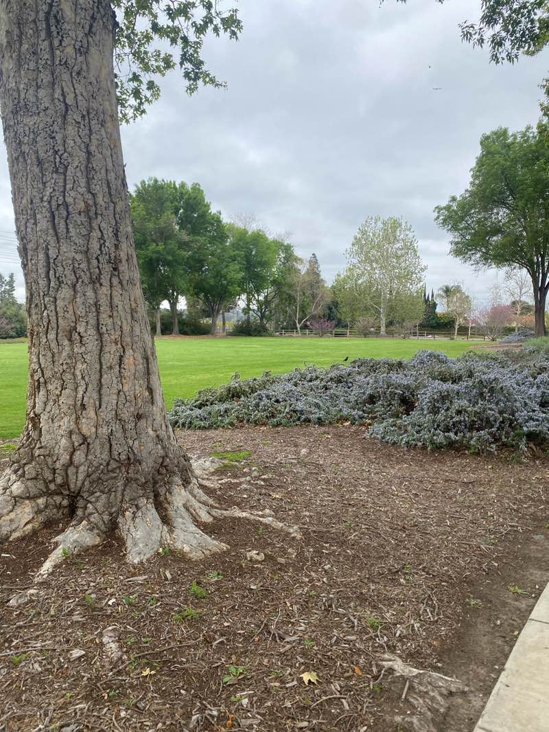 walking near me in Glenwood Park in spring