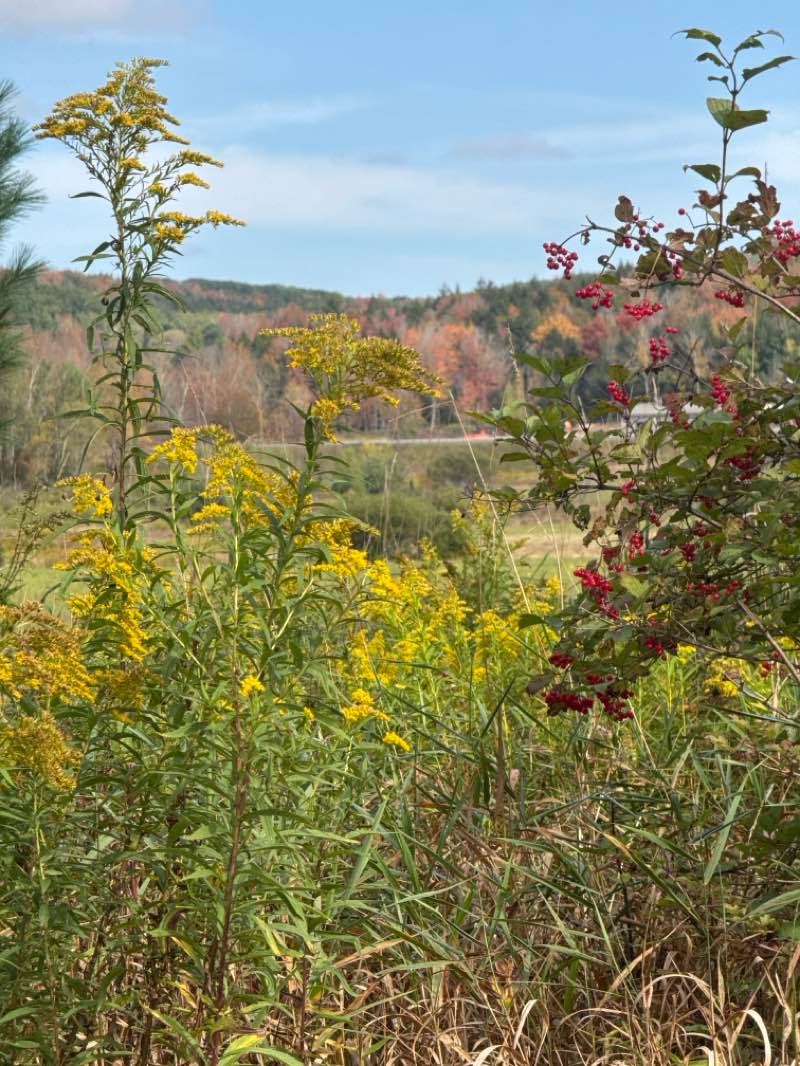 walking near me in Brooksburg Unit in autumn