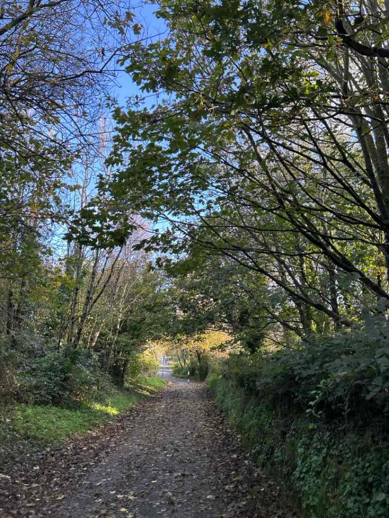 walking near me in Lota Park in autumn