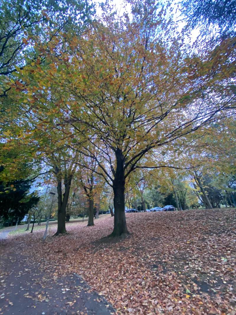 walking near me in Parc d'Avroy in winter