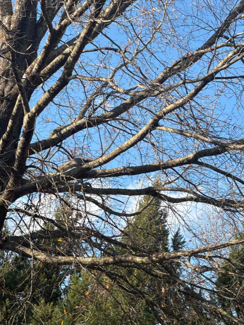 walking near me in E. Carroll Joyner Park in autumn