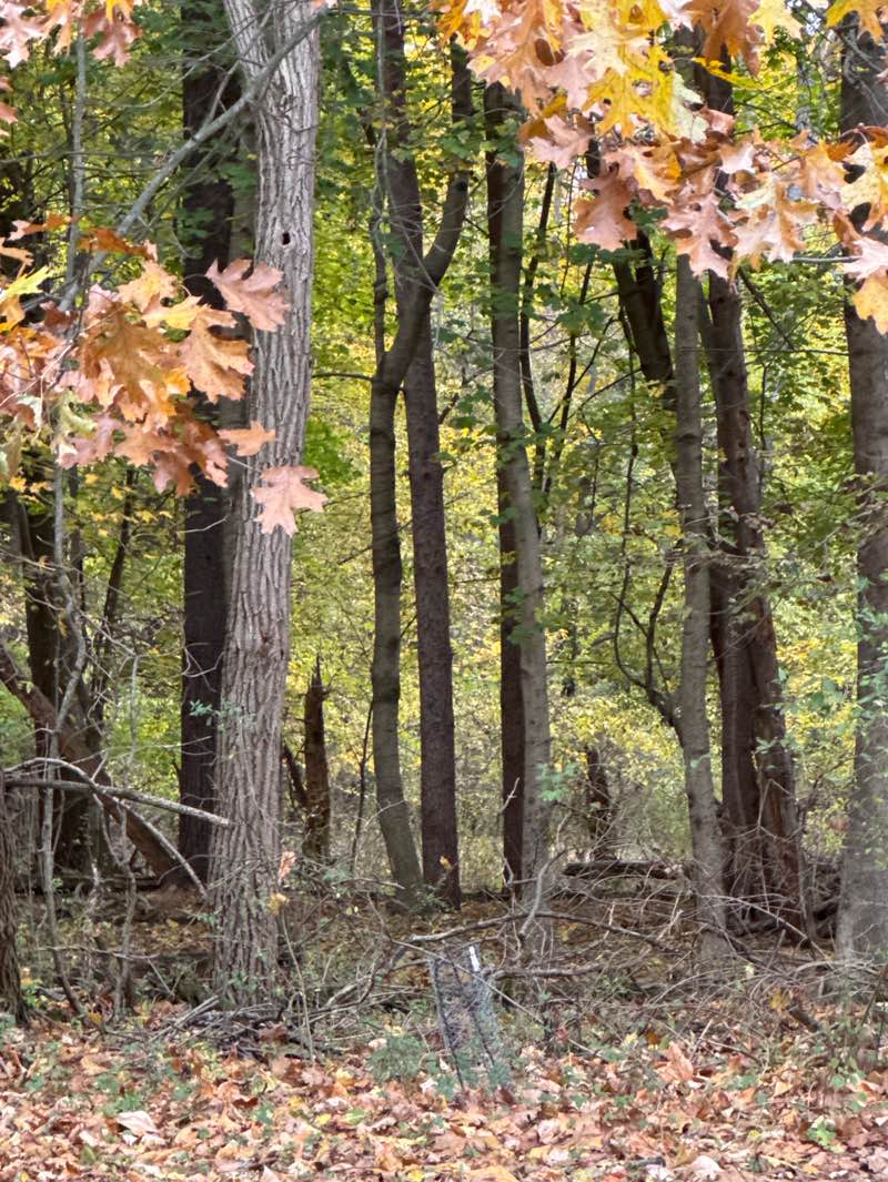 walking near me in Wheelock Park in autumn