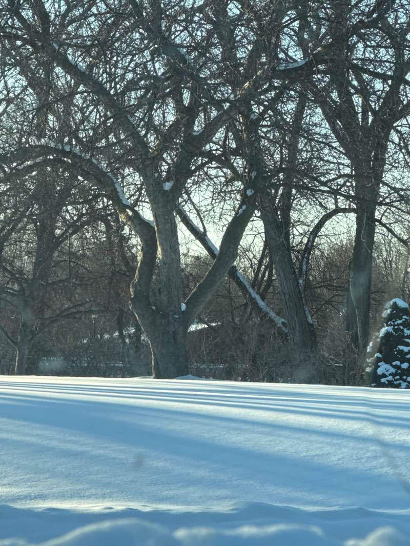 walking near me in Kate's Garden in winter