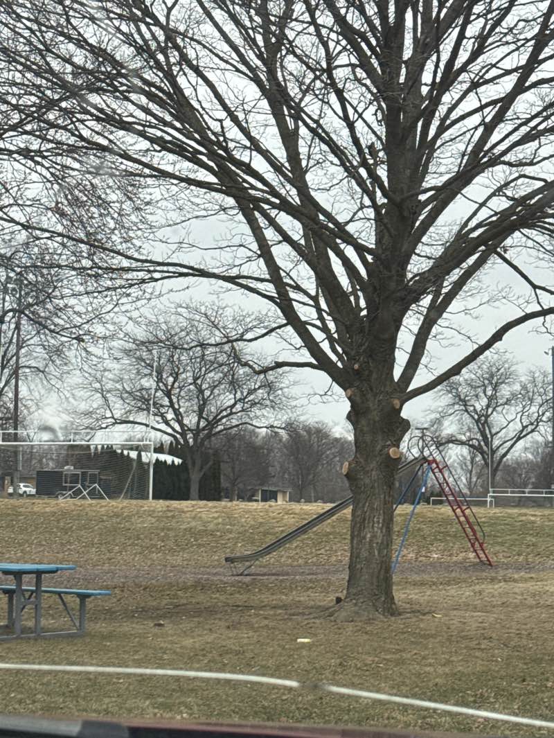 walking near me in O'brien Park in winter