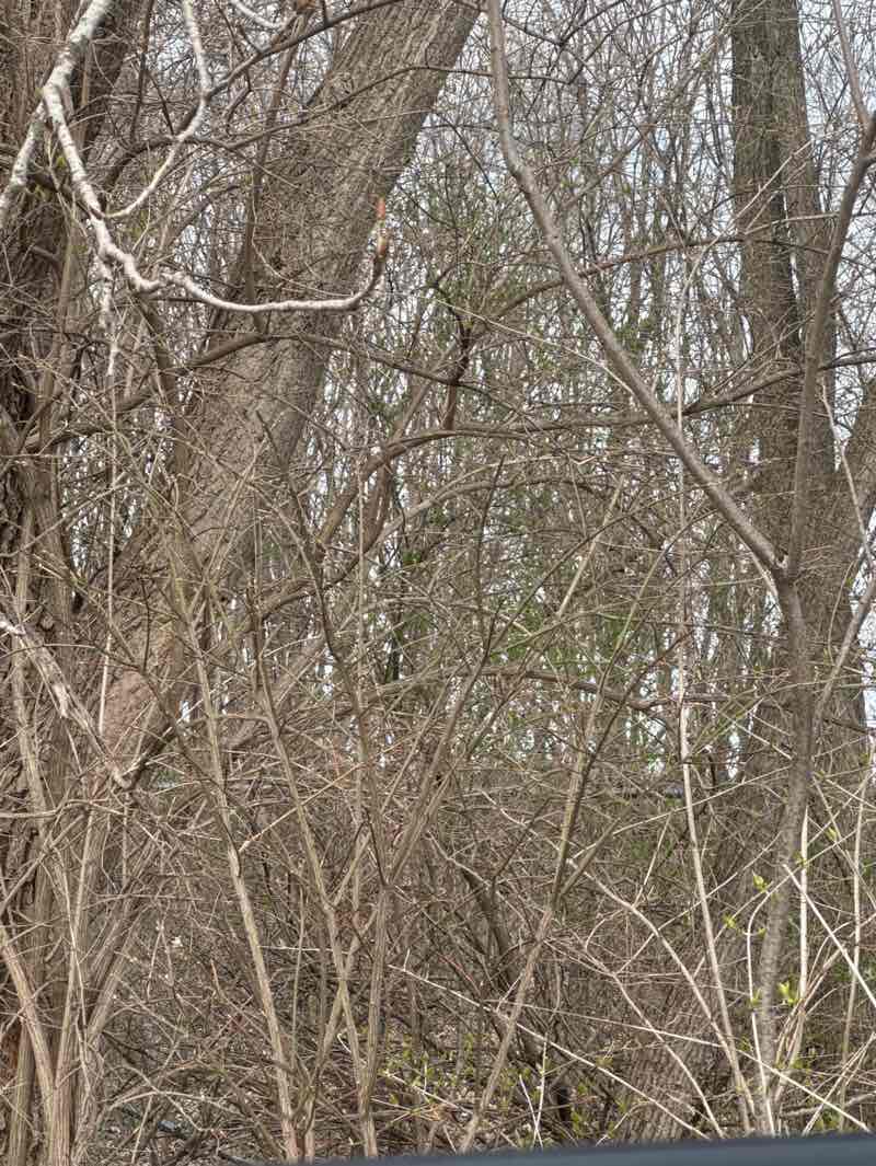 walking near me in Beverly D. Crone Restoration Area in spring