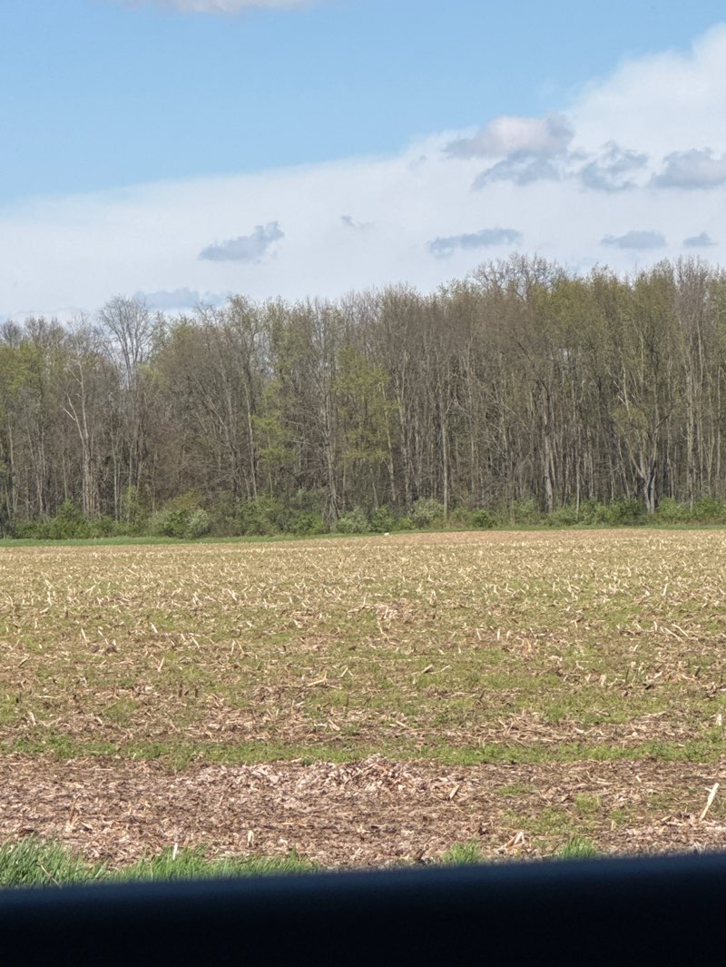 walking near me in Scott Park in spring