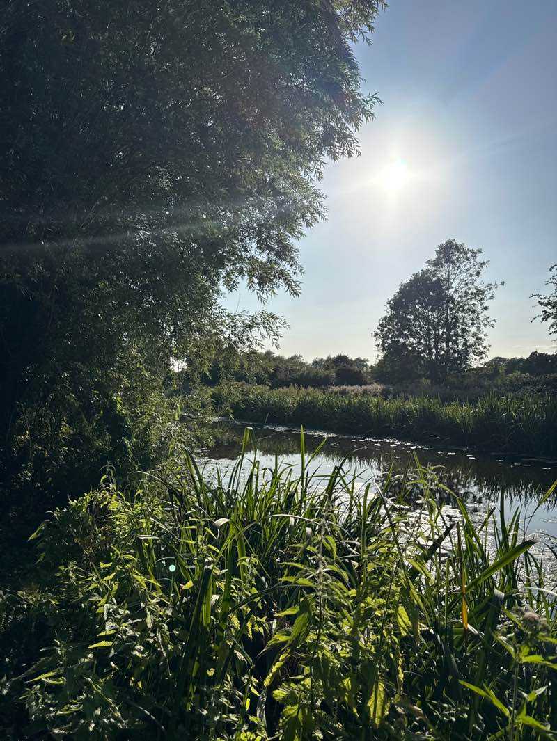 walking near me in Oak Tree Meadow in summer