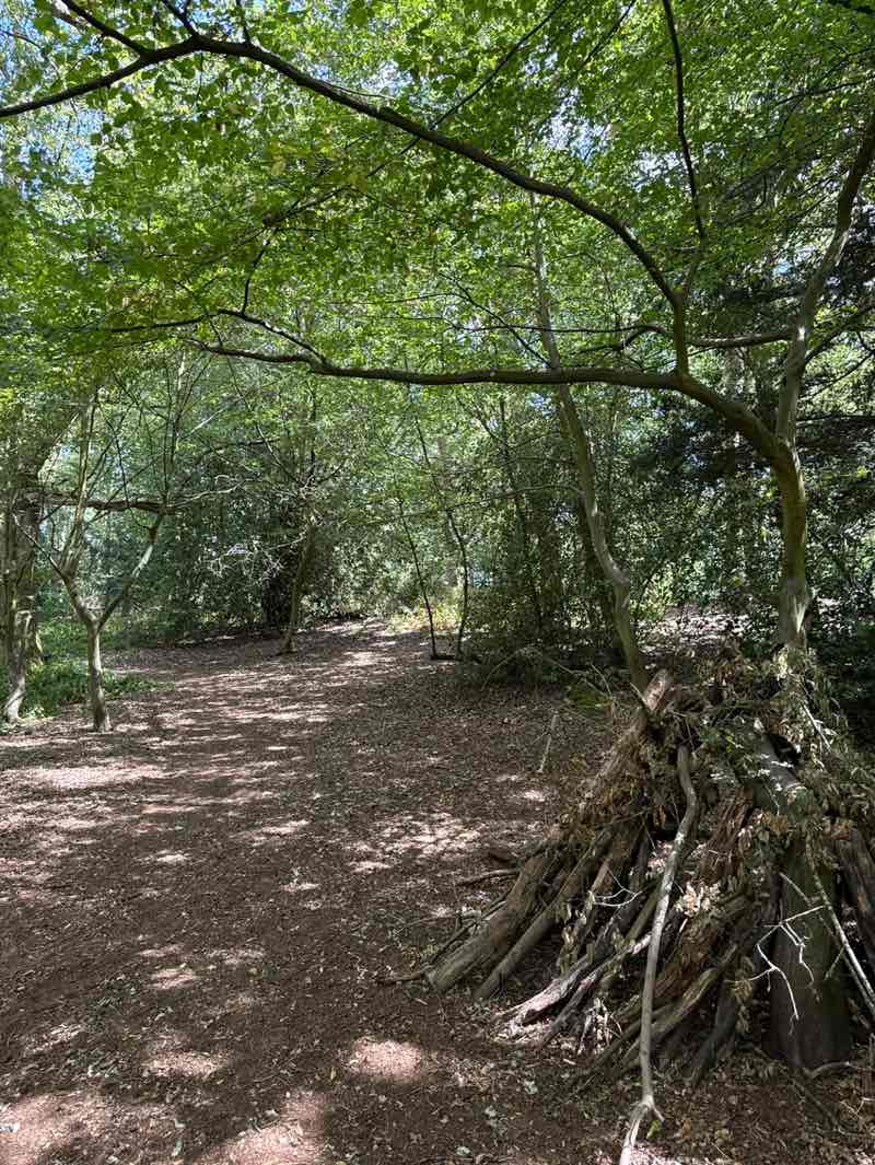 walking near me in Danbury Country Park in summer