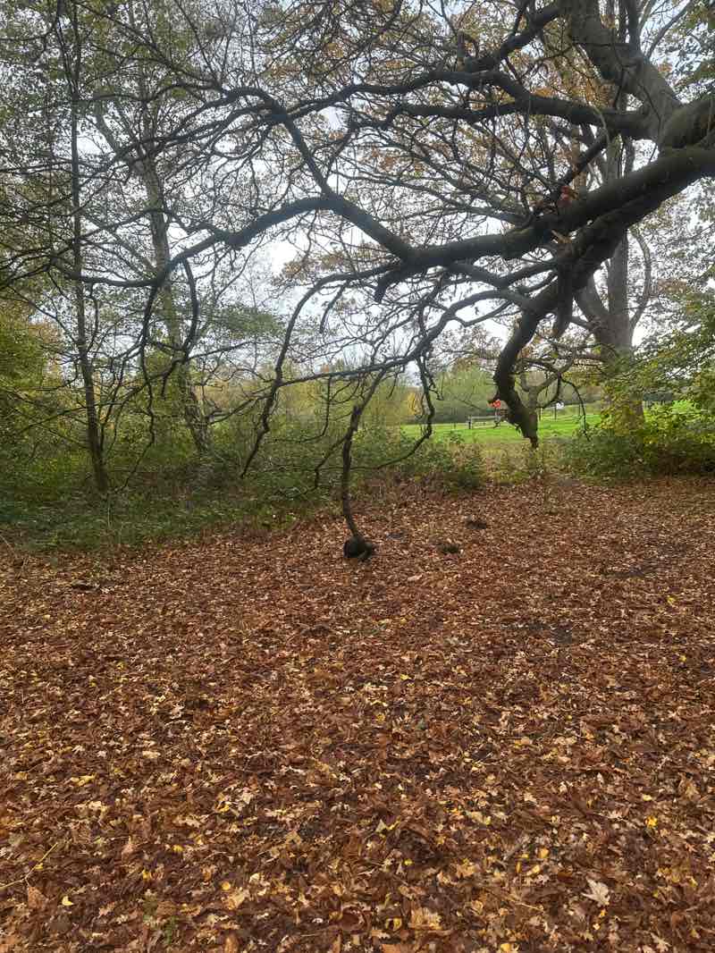 walking near me in Franklands Park in autumn