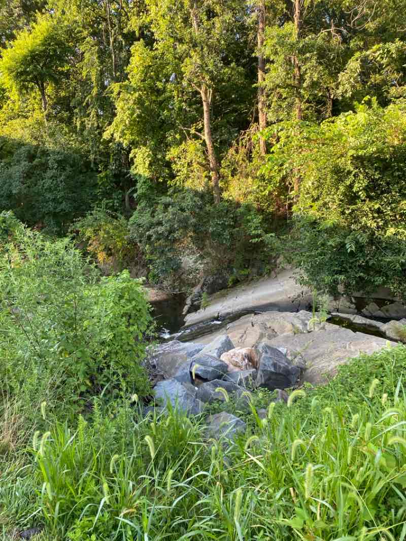 walking near me in Lacey Woods Park in winter
