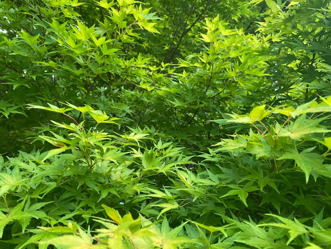 walking near me in Arlington House, The Robert E. Lee Memorial in winter