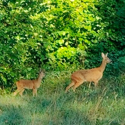 Sonia🦉🐶 post 1