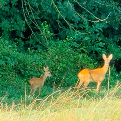 Sonia🦉🐶 post 2