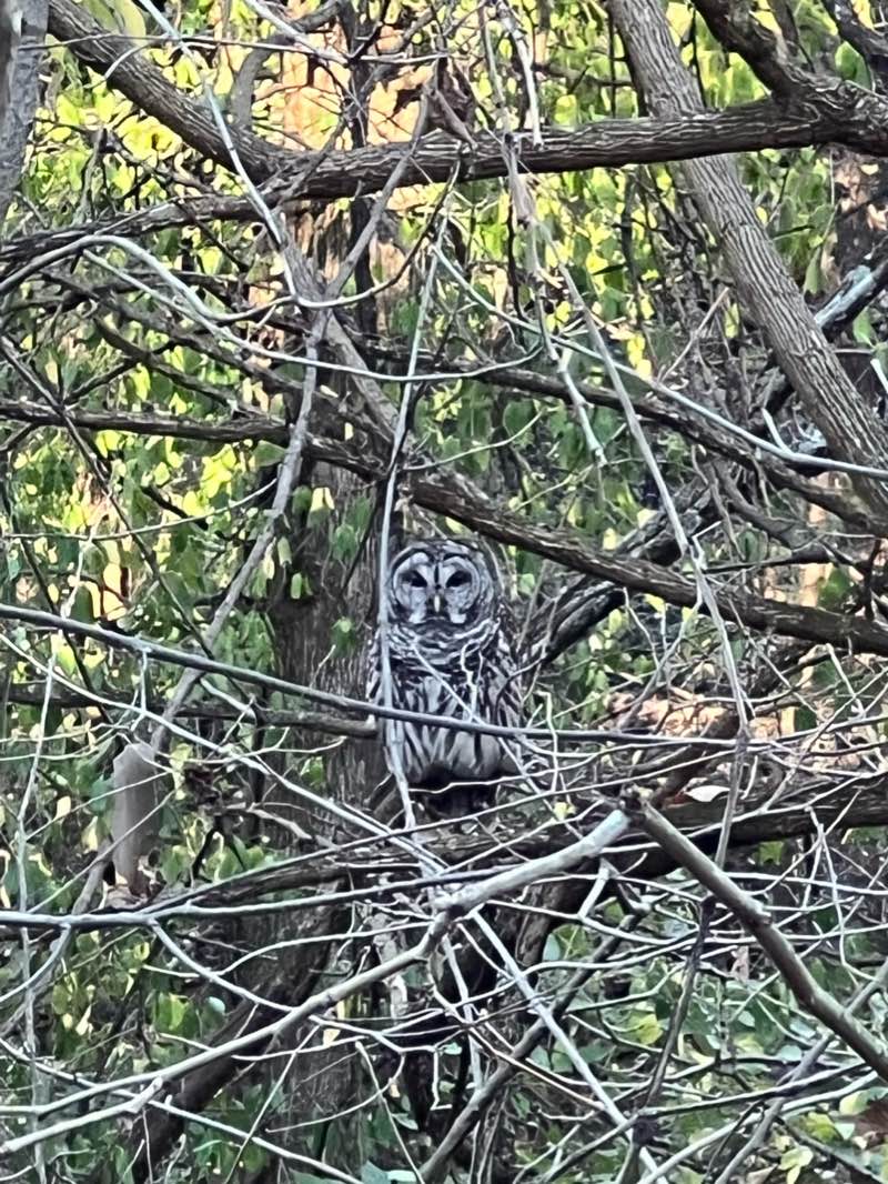 walking near me in Sam Peden Community Park in winter
