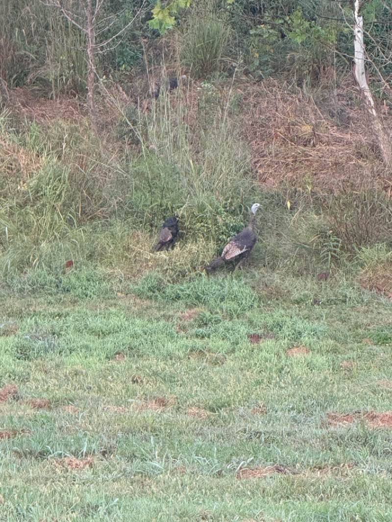 walking near me in George Rogers Clark Park in autumn