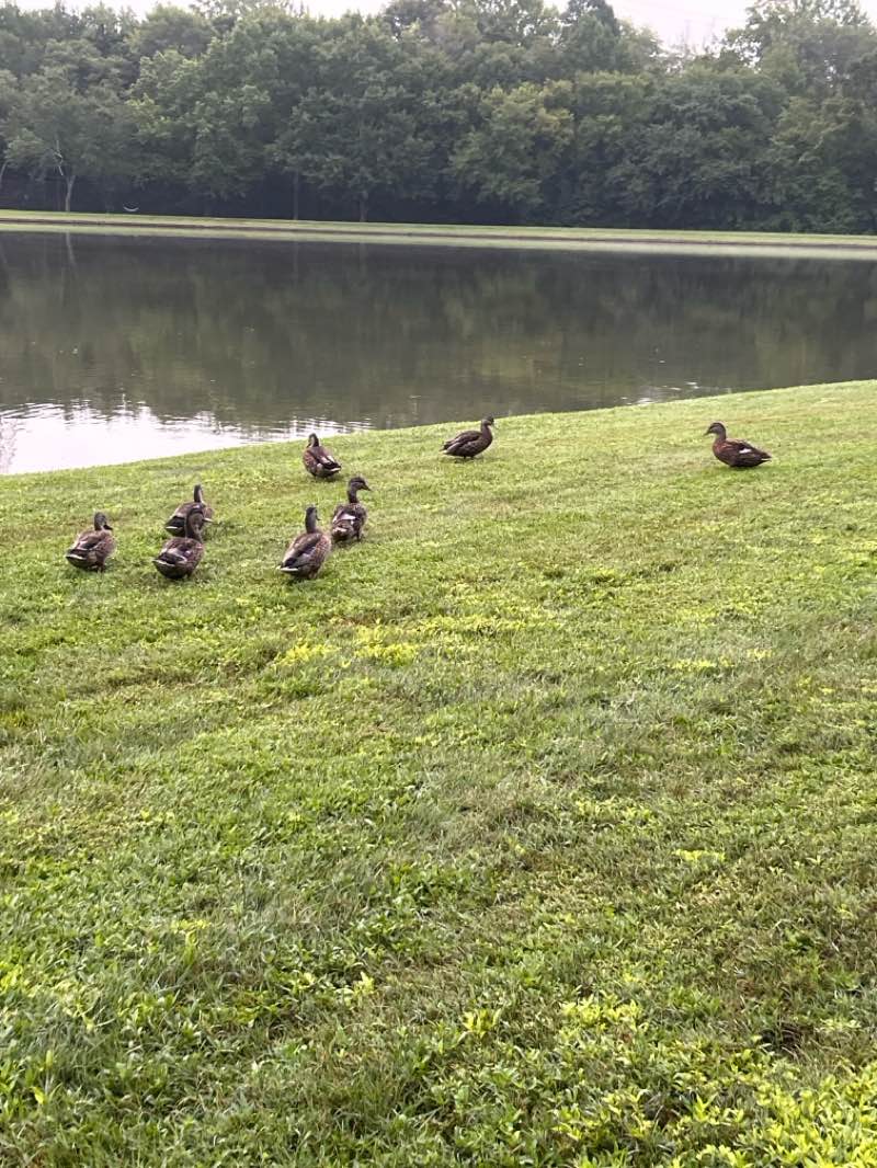 walking near me in Piney Wood Park in autumn