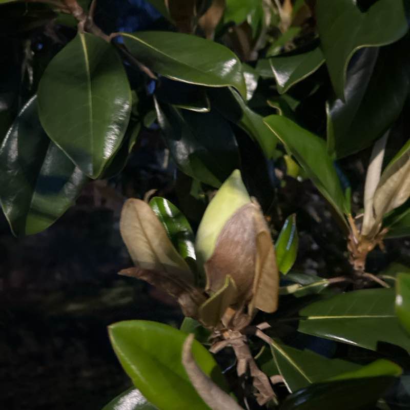 Ankara Robert M. post image