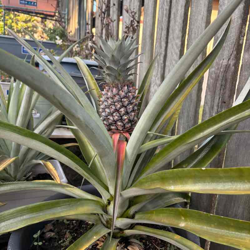 🇦🇺Sandra 💞❤️‍🔥💋 post 2