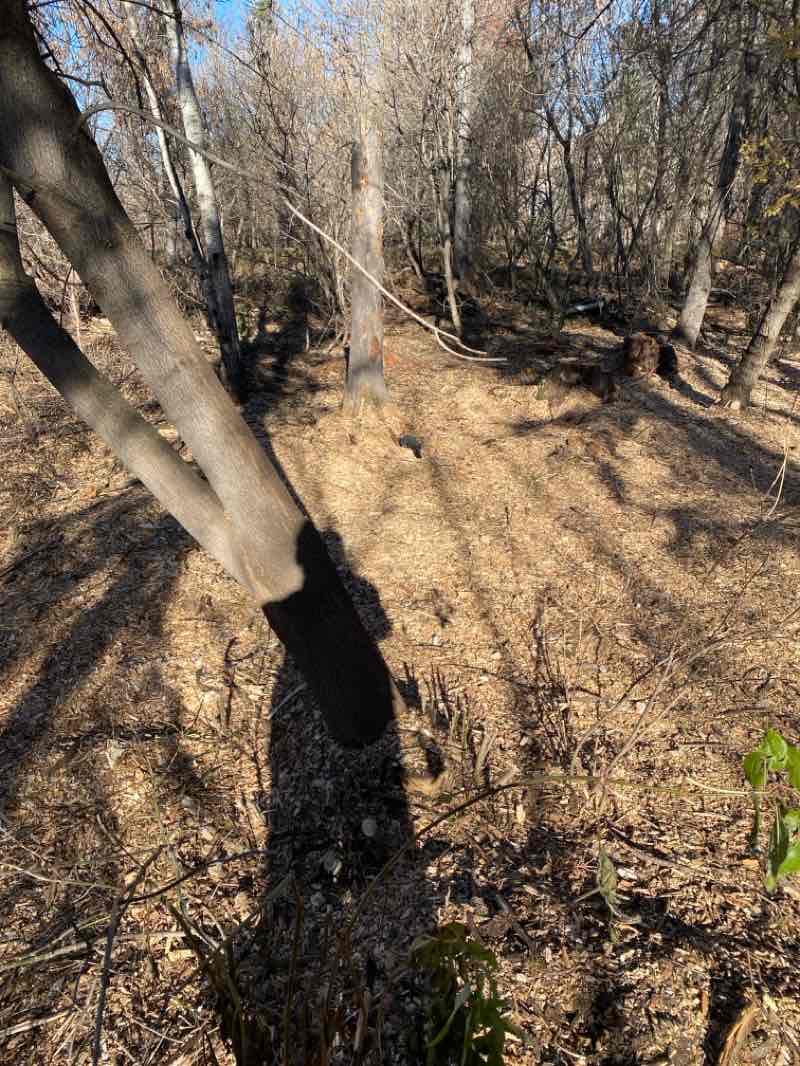 walking near me in Central Park in autumn