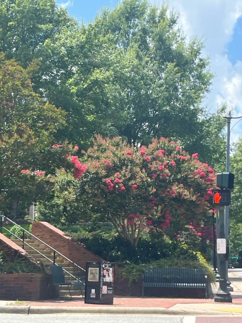 walking near me in Peabody Park in summer
