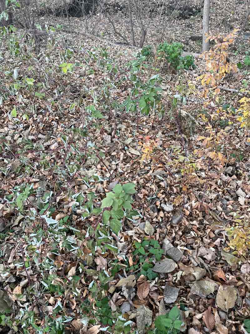 walking near me in Medley Park in autumn