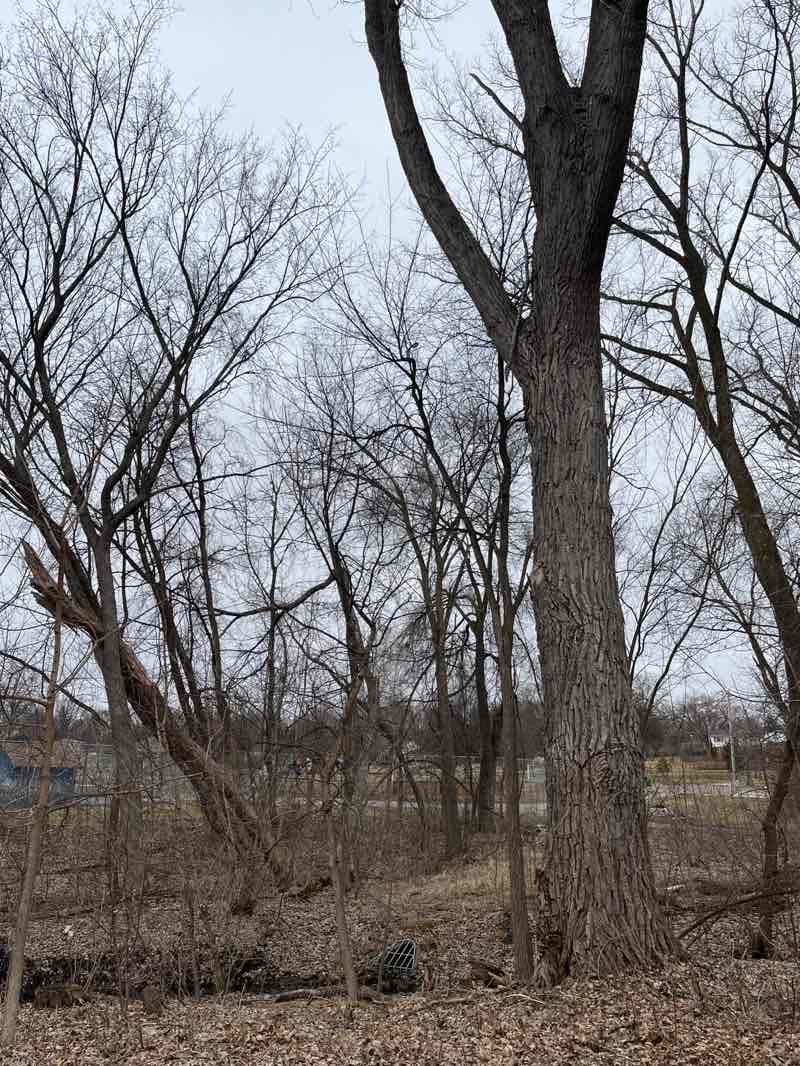 walking near me in Medley Park in spring