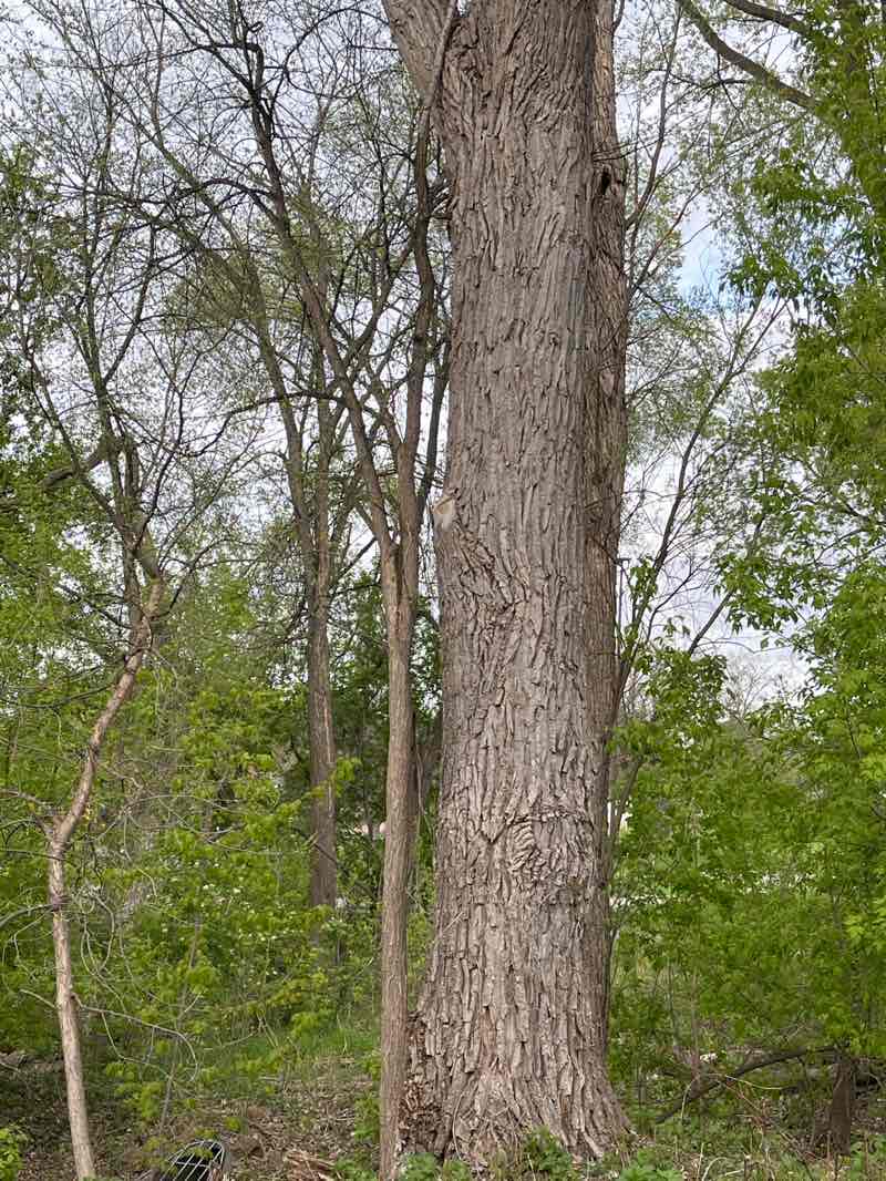 walking near me in Medley Park in summer