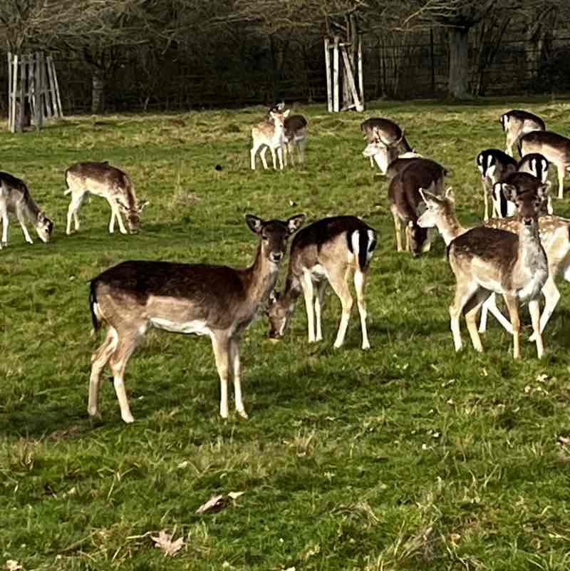 mrsireneharrison post 3