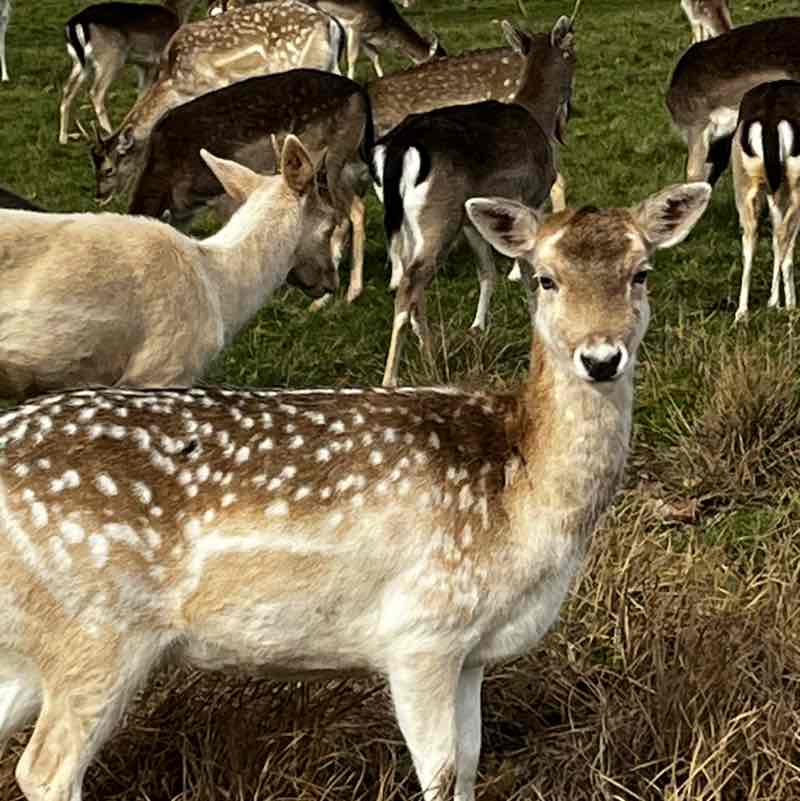 mrsireneharrison post 2