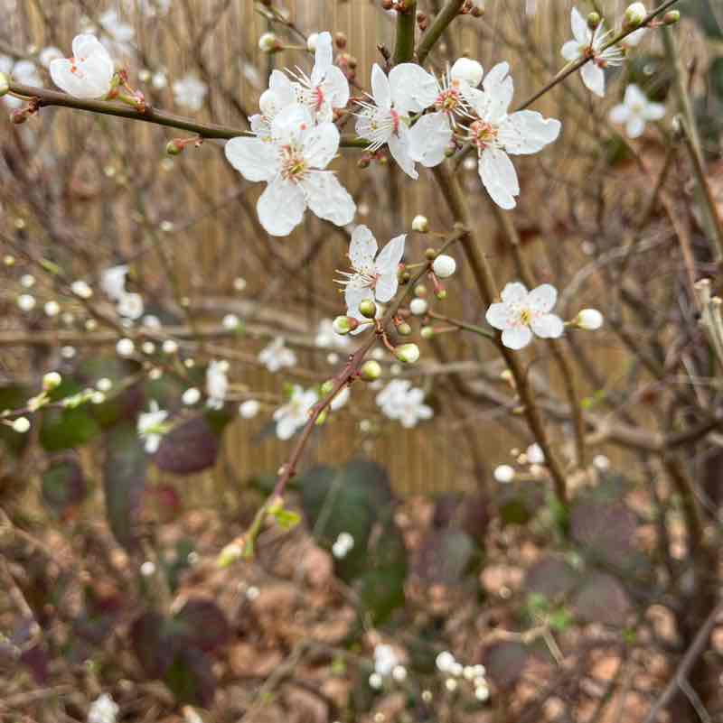 mrsireneharrison post 1