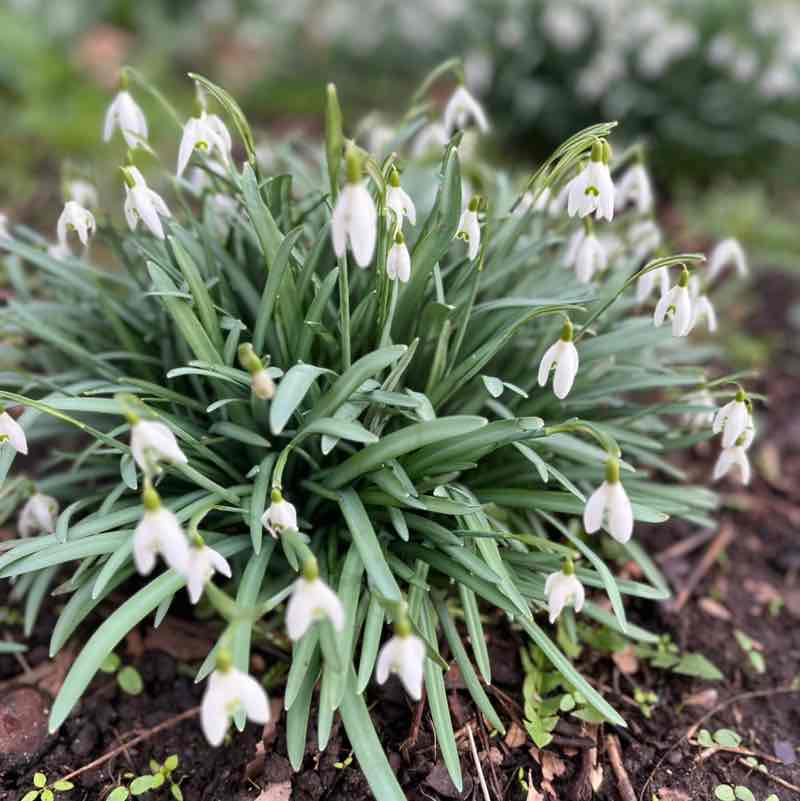 mrsireneharrison post 1