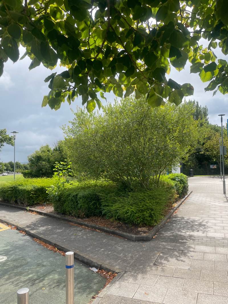 walking near me in Valley Park in summer