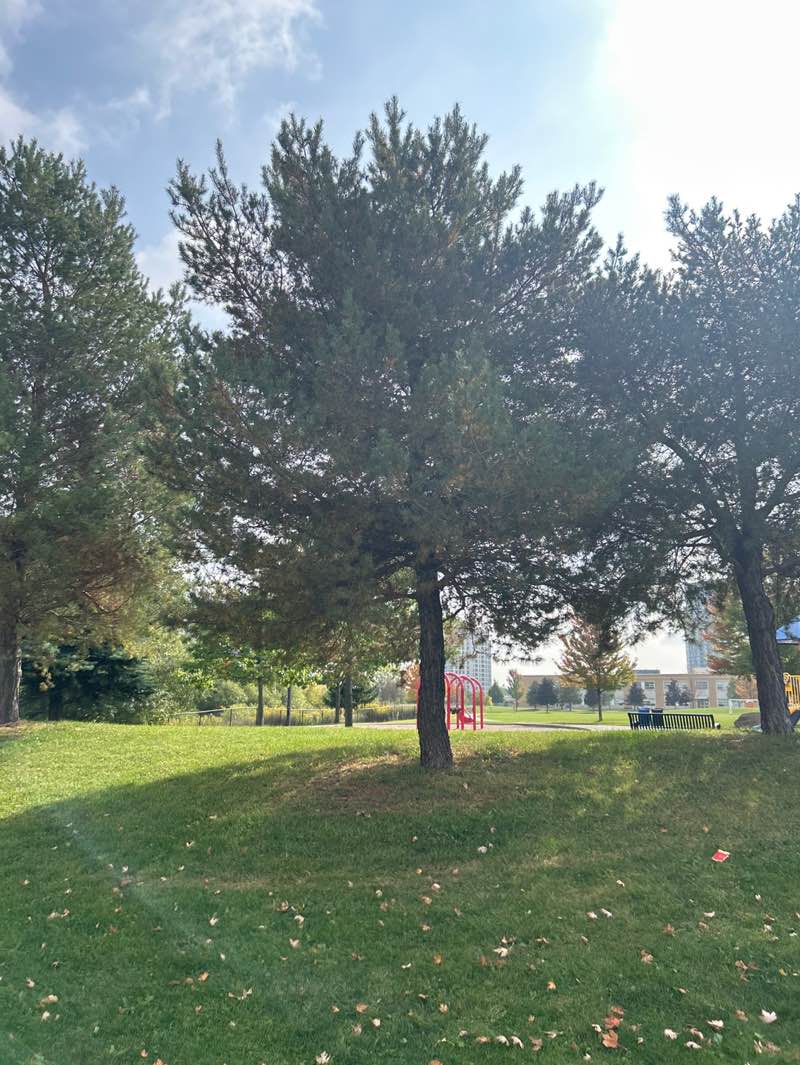 walking near me in Julliard Park in autumn