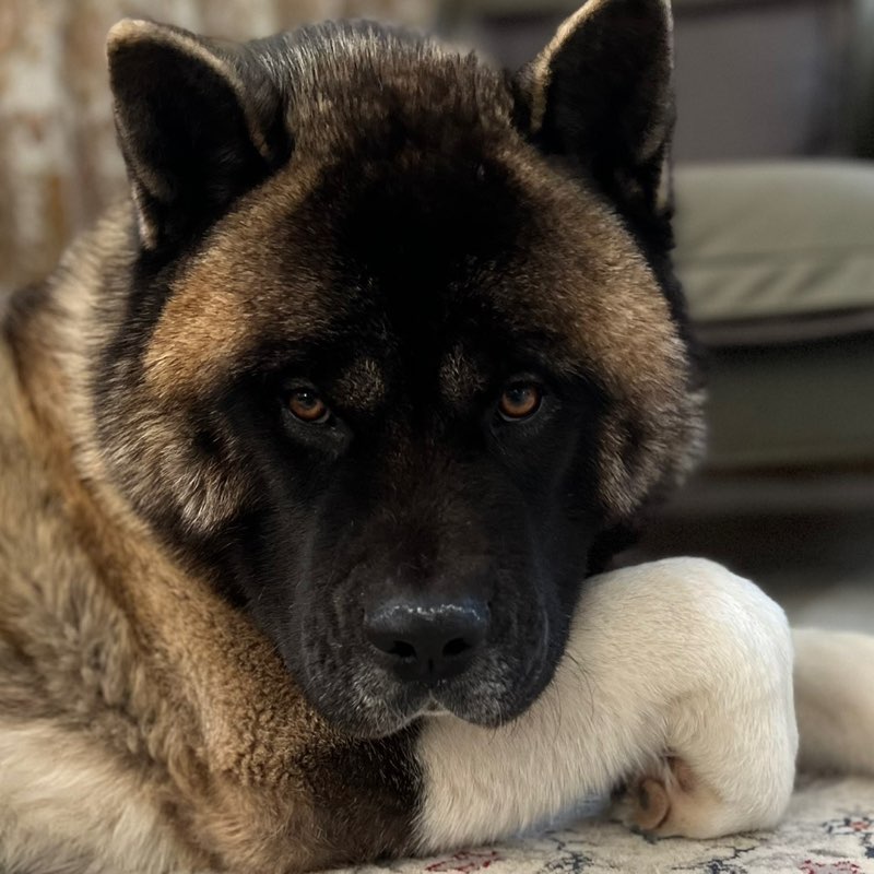 🐶Aleksandr profile