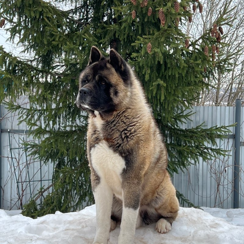 🐶Aleksandr