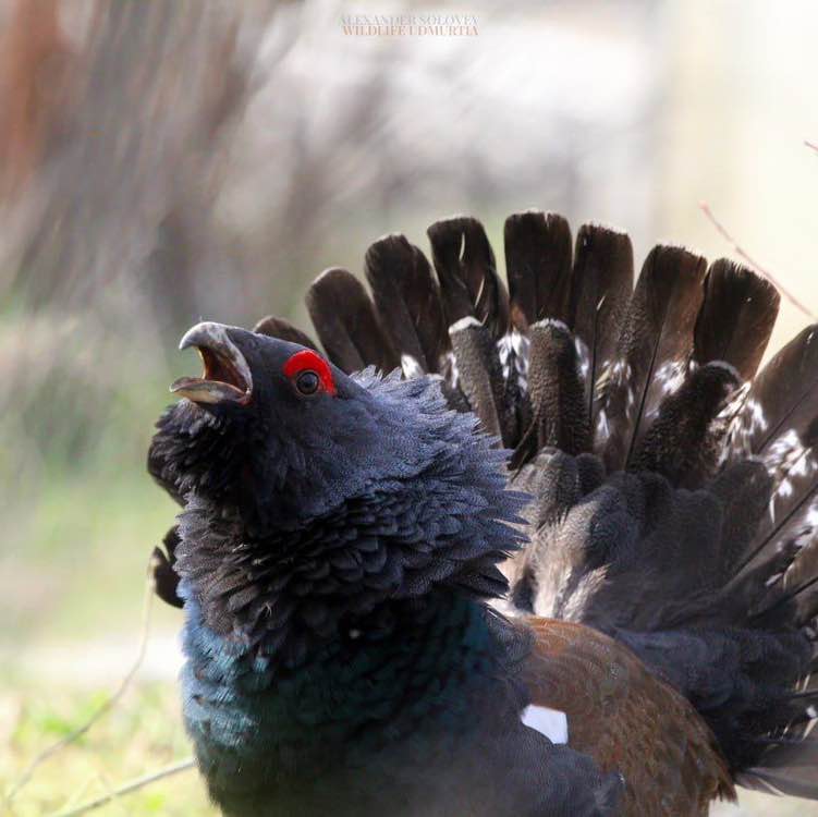 🐶Aleksandr post 2