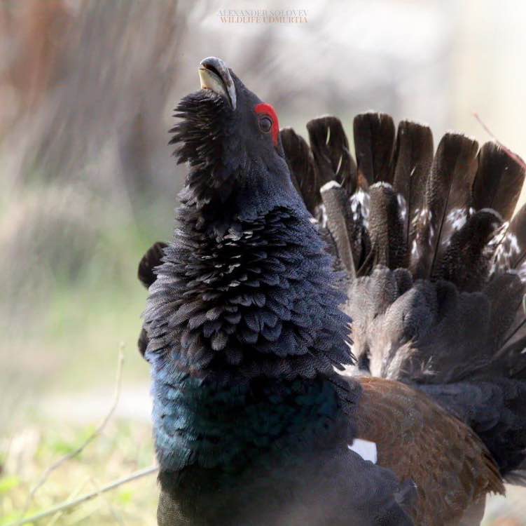 🐶Aleksandr post 1