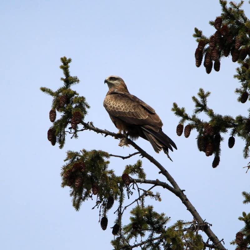 🐶Aleksandr post 2