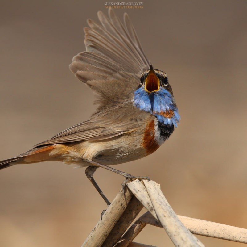 🐶Aleksandr post 1