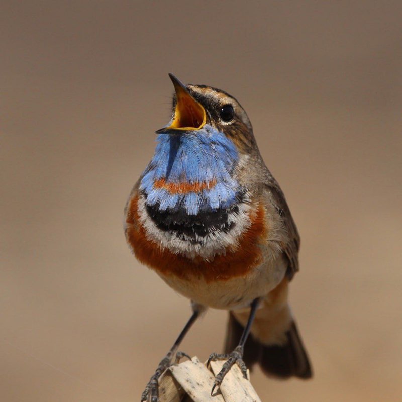 🐶Aleksandr post 2