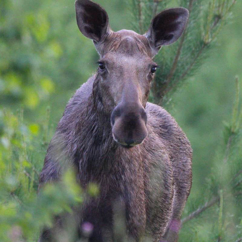 🐶Aleksandr post 1