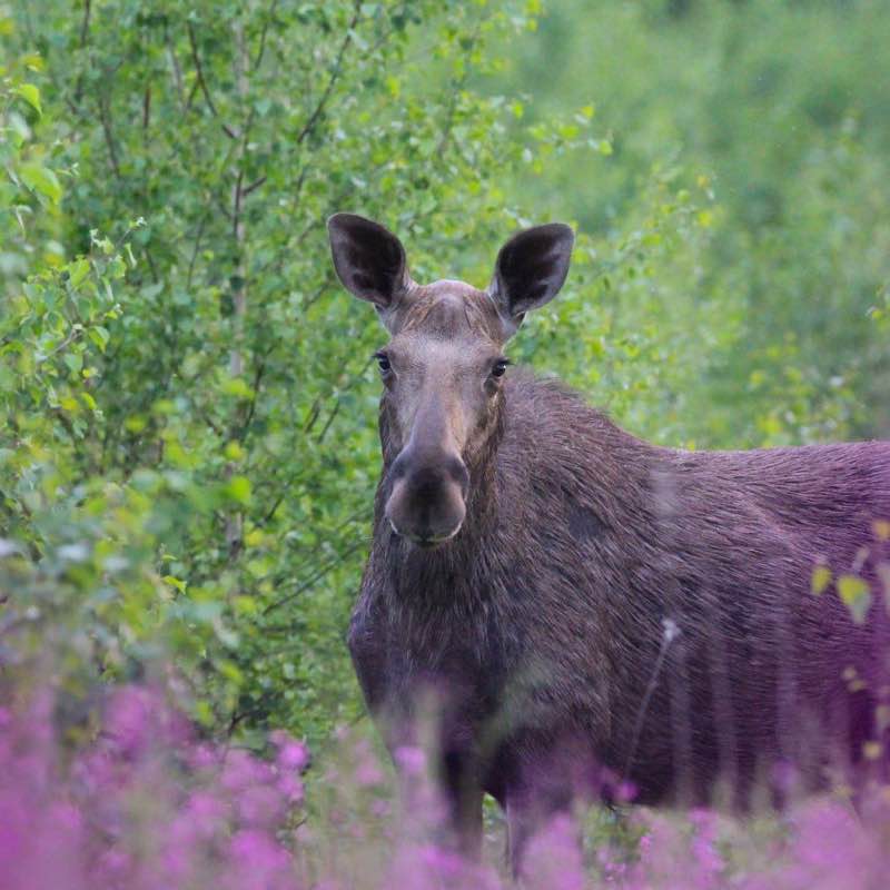 🐶Aleksandr post 2