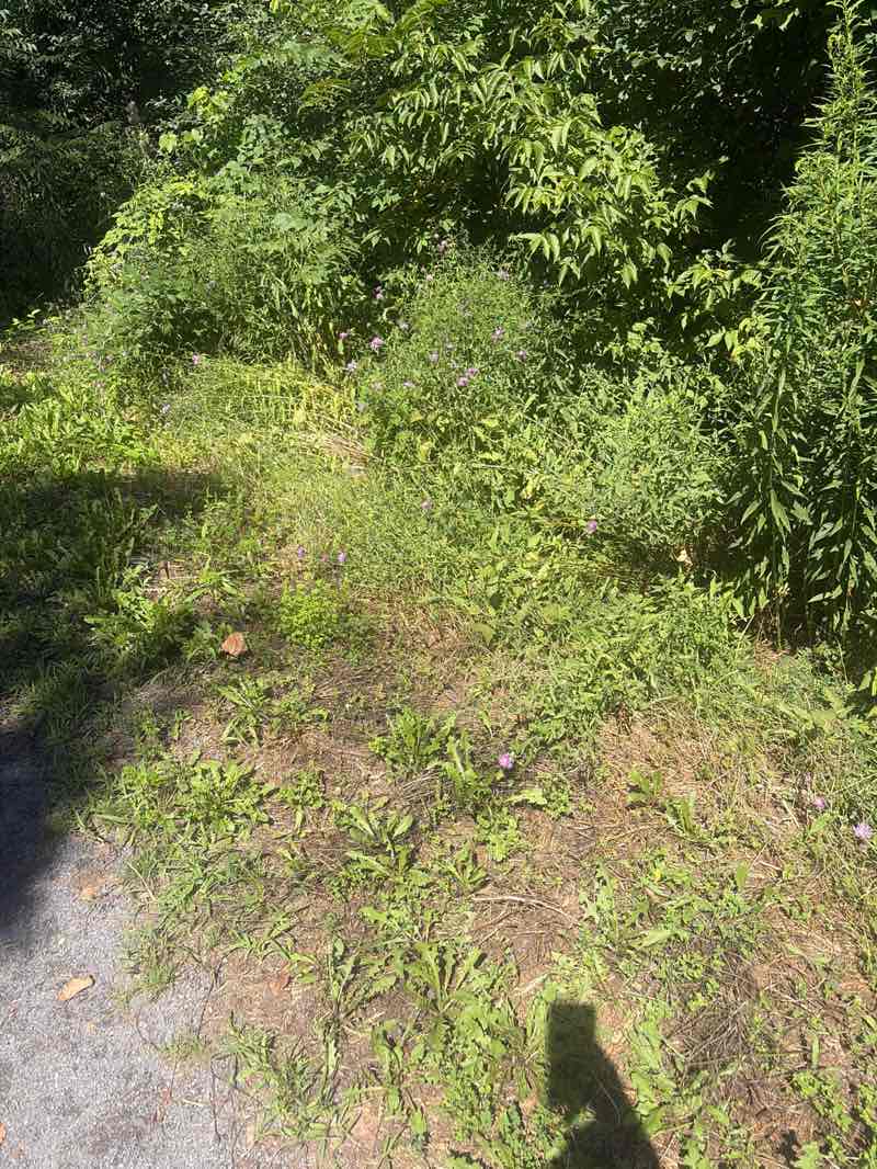 walking near me in Reed Webster Park in summer