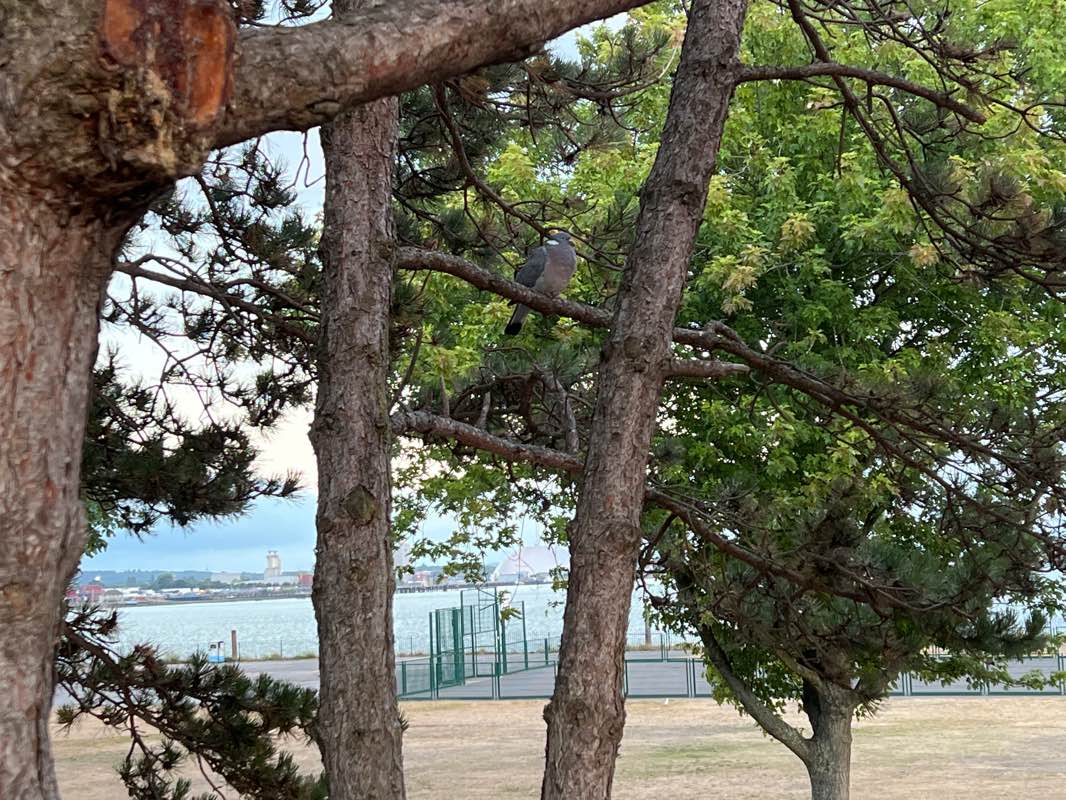 walking near me in East (Andrews) Park in winter