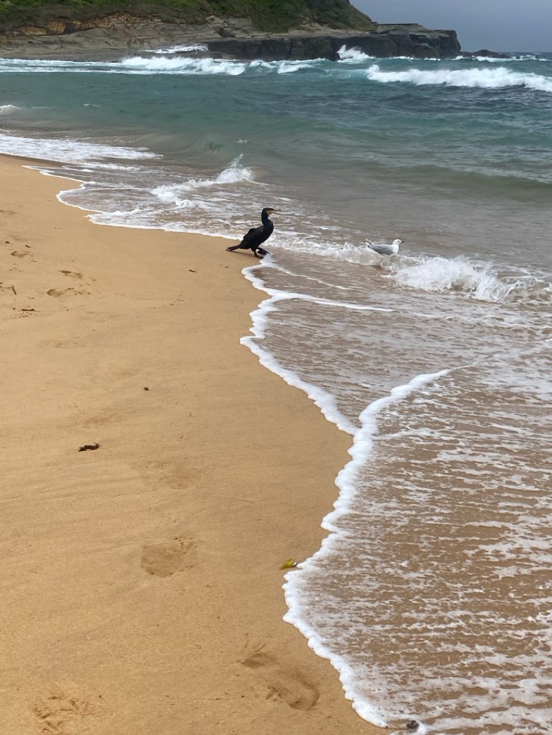 walking near me in Wamberal Lagoon Nature Reserve in summer