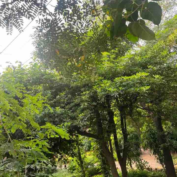 Rashmi post 3