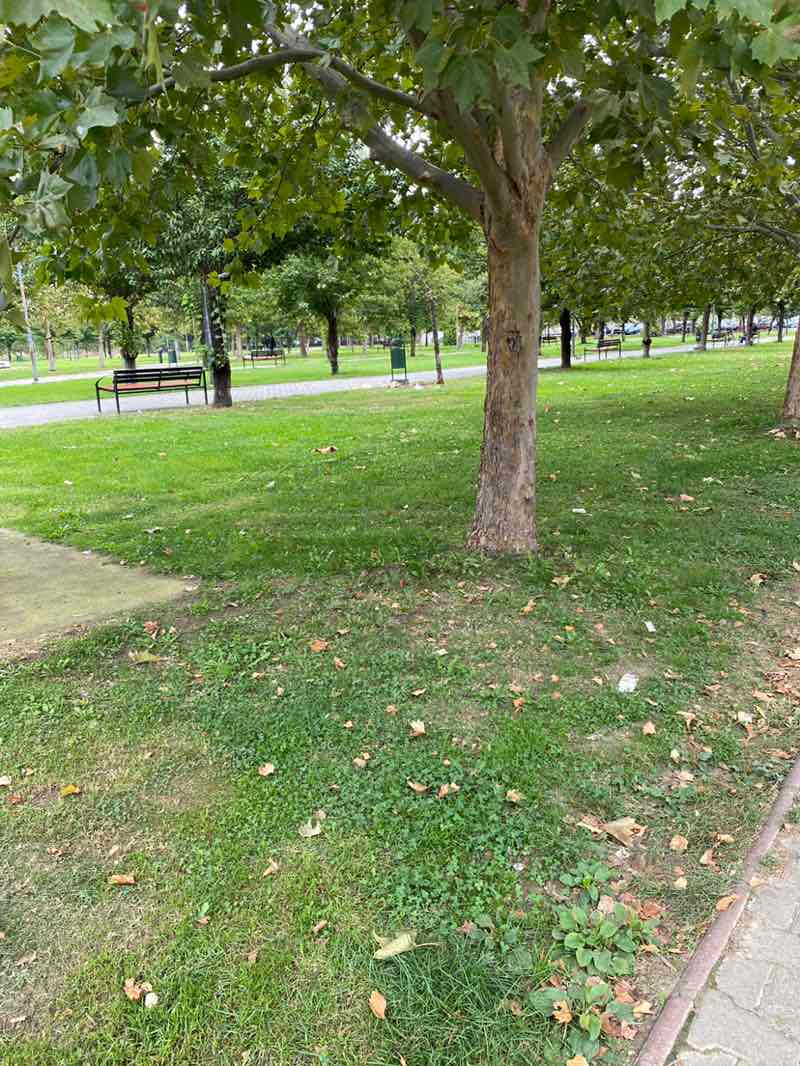 walking near me in Airplane Park in autumn