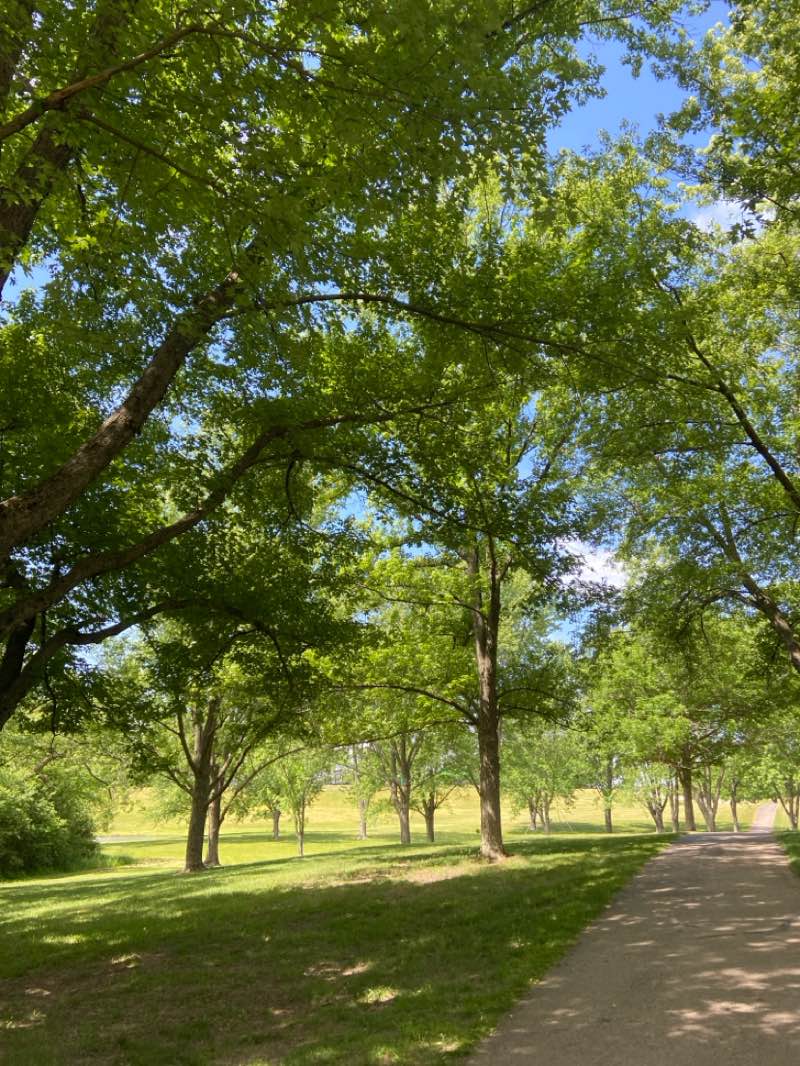 walking near me in Emricson Park in summer